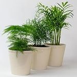 3 x Fern Mix - Live Indoor Plants Great for Office and Bathroom, Asparagus Fern, Emerald Feather Fern & Parlour Palm in 9cm Pots (9cm Plastic Pots)