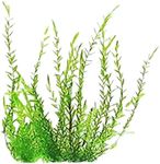 Willow Moss Fontinalis Antipyretica Portion