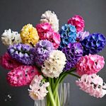 Radha Krishna Agriculture® Flower Bulbs for Home and Gardening Pack of 5 bulbs (Hyacinth double Flower Bulbs)