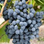 M-Tech Gardens Grape Vine Plant (Autumn Royal, Hybrid) Exotic 1 Live Fruit Plant