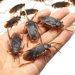 Ksquares Prank Fake Roaches, Favori