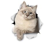 Winston & Bear 3D Cat Stickers - 2 Pack - Siberian Kitty Stickers for Wall, Fridge, Toilet and More Siberian Cat Stickers