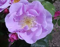'Lucky' Potted Rose - Sweetly Scented Light Pink & Lilac Blooms - Floribunda Rose - 4 Litre Pot - Lovely Gift Idea
