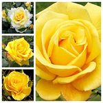 Yellow Rose Bush in a 3Litre Pot - Gorgeous British Grown Yellow Rose Bush for The Garden