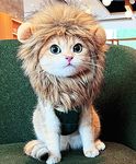 PenVinoo Lion Mane Wig for Cat,Cat Costume,Puppy Costume,Funny Pet Cat Costumes for Halloween Christmas, Funny Pet Clothing Accessories (Medium, Dark Brown)