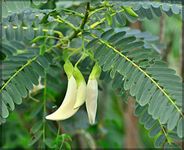 Our Seeds Agathi Keerai White Flower/Hummingbird Tree Seeds (Sesbania Grandiflora) (Pack Of 50+ Seeds) - Ourseeds