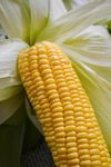 ASPEN® Sweet Corn Seeds | Sweet Corn Vidhaigal | Cholam Vidhai (50)