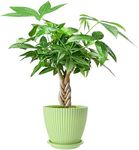 Money Tree Live Plants, 12-inch Tall Bonsai, Easy to Grow Houseplant, Indoor Bonsai Tree Potting in Plastic Pot with Soil, Home Office Decor, Birthday Housewarming Gift