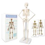 Mini Human Skeleton Model for Anatomy, 17.7'' Full Body Human Skeleton Model with Movable Arms and Legs on Plastic Base for Medical Teaching Learning, Kids Learning Education Display Tool Gift