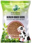 SRI SAI FORESTRY Alfalfa Grass Seeds for Goat - Lucerne Alfalfa Grass Seed - 250G - Alfalfa Meathi Grass Seed for Agriculture - Alfa Alfa Grass - Kuthirai Masal Seeds