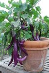 Floriculture Greens Brinjal Long / Eggplant Seeds For Home Gardening Planting