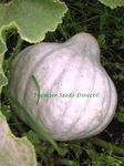 PREMIER SEEDS DIIRECT SQUASH - BLUE HUBBARD - 20 SEEDS - ORGANIC