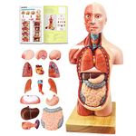 Human Body Model for Kids, 15 Pcs 11 inch High Human Torso Anatomy Model with Heart Head Brain Skeleton Model, Ages 8+, Medical Learning Tool,Preschool and School Education Display