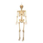 5ft (150cm) Posable Full Body Halloween LED Skeleton Decoration with Movable Joints and LED Eyes