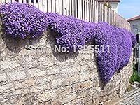 100/Rock Cress,Aubrieta Cascade Purple FLOWER SEEDS, Deer Resistant Superb perennial ground cover,flower seeds for home garden