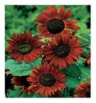 PREMIER SEEDS DIRECT - SUNFLOWER - VELVET QUEEN - 40 FINEST SEEDS - ORGANIC