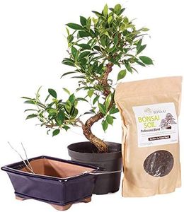 Brussel's Bonsai - Live Golden Gate Ficus Bonsai Tree Kit with Ceramic Bonsai Pot & Bonsai Soil, Indoor Bonsai Plant Starter Kit, Easy Care Houseplant for Home or Office (Medium)