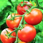 Patio Tomato Plants