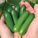 Cucumber Mini Munch (Mini Lebanese)
