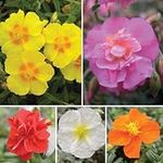 Pack x6 Helianthemum 'Mixed Collection' (Rock Rose) Perennial Garden Plug Plants