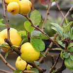 GIAPPONESE Quince Chaenomeles Japonica - 20 + SEMI