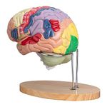 LVCHEN Human Brain Model Anatomy & Display Stand Life Size Color-Coded Human Brain Anatomical Model for Teaching Science Classroom Study