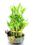 9GreenBox - Lucky Bamboo - Frog and