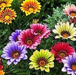 200 Pcs Seeds Blanket Flower American Native Wildflower Perennial Butterflies Garden Gardening Gift