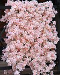 PARTY JOY 4pcs 23.6ft Artificial Cherry Blossom Flower Garland Hanging Vines for Home Decor Room Wedding Party Kawaii Decor (Pink,4)