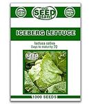 Iceberg Lettuce Seeds - 1000 Seeds 