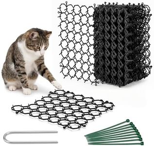 Noctra Cat
