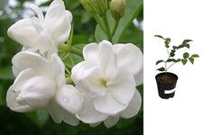 Indian Gardens - 3 Layer/Gundu Malli Jasmine live plant | Indoor & Outdoor Plant | Adukku Malli Jasmine | White Jasmine (4 inch Pot)