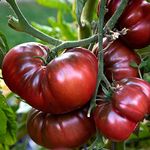 GL Seeds Tomato Chernomor Heirloom Non GMO