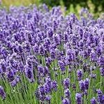 5000+ Lavender Seeds for Planting -