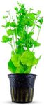 CANTON AQUATICS Cardamine Lyrata (Chinese Ivy) Rooted - Low Maintenance, & Fast-Growing Aquatic Flora - Perfect for Fish Tanks - Enhance Your Aquatic Ecosystem with Beautiful Green Foliage - 2 Pot