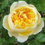 Aiden Gardens Rare Grafted English Rose Plant Charlotte Yellow Color Double Rose 2 Healthy Live Plant