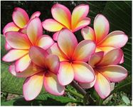 Professional Nursery Grade Plumeria