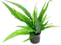 SubstrateSource Java Fern Live Aquarium Plants - Potted Freshwater Plant for Fish Tanks - Beginner Friendly, Low Light (Java Fern, 1 Pot)