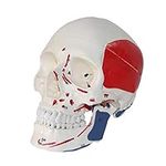 Teaching Model, Anatomical Skull Mo