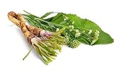 Vegetable Plants - Horseradish 'Charlemagne' - 1 x Full Plant in a 2 Litre Pot - Garden Plants - Outdoor Plants - Plants Outdoor Garden Ready + Ready to Plant - Premium Quality Plants