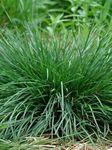 Siddhi Vinayak Gallery® Imported Lemon Grass Herb Seeds For Your Garden (Packet Of 20 Seeds)