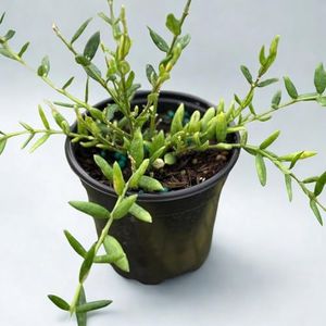 Hoya Engleriana Live Plant – Hoya Engleriana Fully Rooted Starter Plants – Rare Indoor Tropical Vine – Easy Care Cuttings for Beginners – Unique Gift for Collectors & Home Decor (Heat Pack Included)