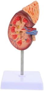 Amosfun Kidney Model Mannequin Human Organs Model Biology Class Prop Medical Study Teach Model Biology Demonstration Model Kidney Dissection Model Anatomy Model PVC Accessories Human Body