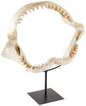 Design Toscano Shark's Jagged Jaws Statue, Ivory