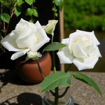Carbeth Plants Rose Bush Polar Star