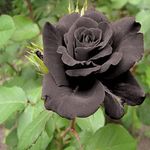 Sarika Nursery Rare Grafted Black Rose Gulab Flower Live Plant Decorative Fragrant Outdoor Perinnial Plant For Balcony, Terrace, Outdoor Gardening 1 Healthy Live Plant In Poly Bag