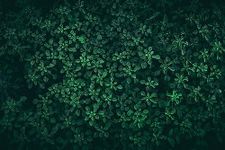 Queence Kitchen Splash Guard Green Leaves 60 x 40 x 0.3 cm Kitchen Back Wall Aluminium DiBond Tile Protection for Stove and Sink Kitchen Tiles Backsplash Back Panel