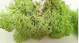 Reindeer Moss - Preserved for Air Plant Decor, Tillandsia Craft, Flower Arranging, House Airplant (Spring Green)