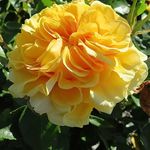 My Brother - 5.5lt Potted Hybrid Tea Garden Rose Bush - Exclusive Listing! Golden Yellow Scented Blooms, Perfect Rose for Brothers.