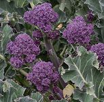 Broccoli Spouting Summer Purple Garden Plant Hardy Biennial Garden Plants Vegetable Easy to Grow Your Own 1x Seed Packet by Thompson and Morgan.